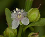 Licorice weed